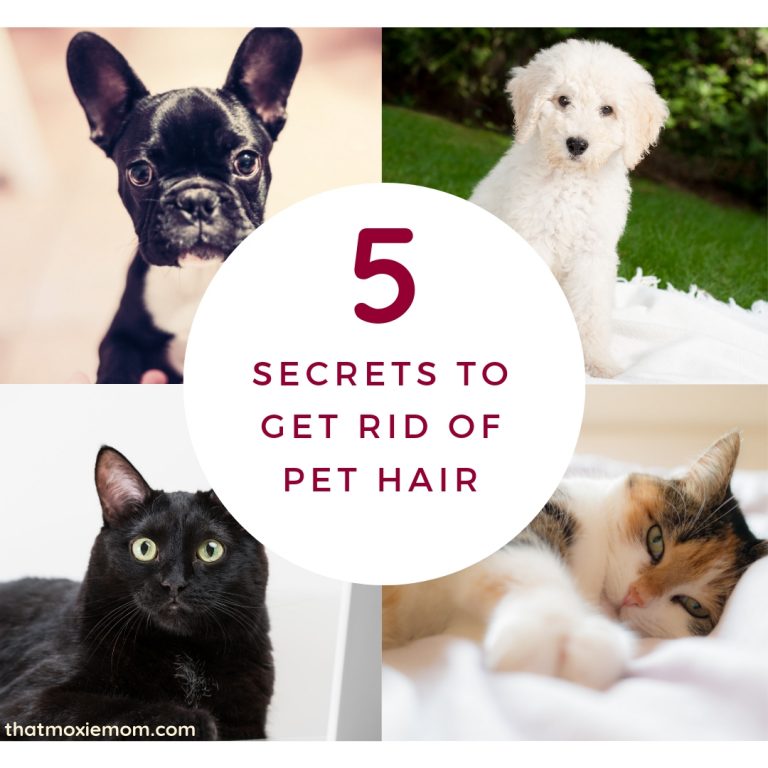 5 Secrets to Get Rid of Pet Hair